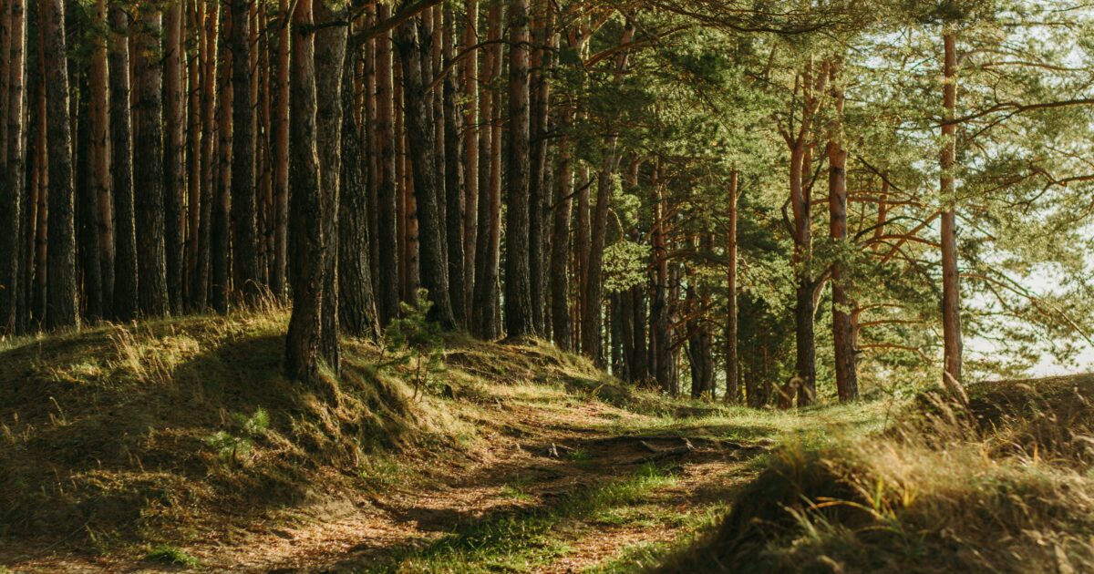 One tree is not enough – Random forest